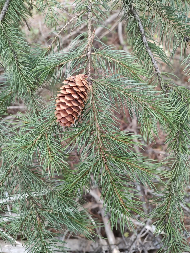 Picea engelmannii