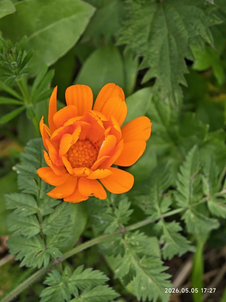 Calendula Officinalis