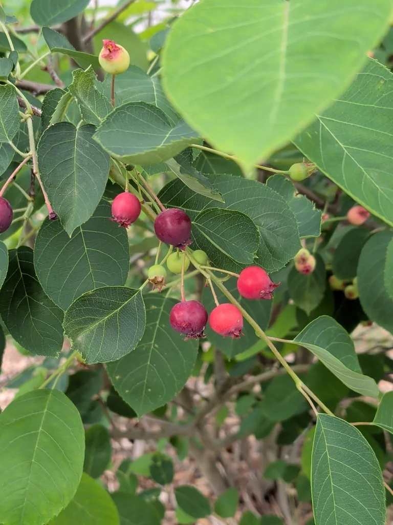 Amelanchier Arborea