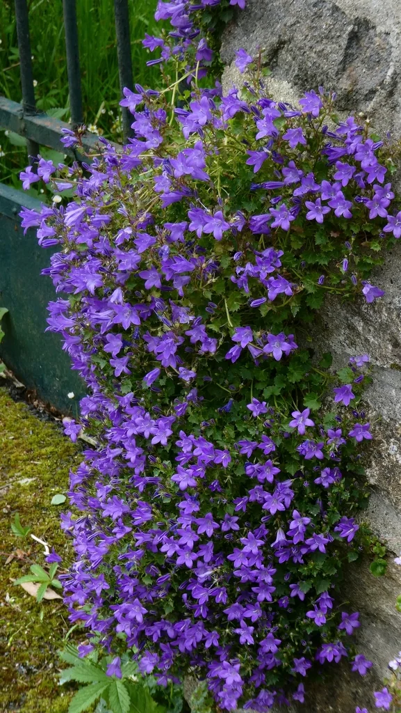 Campanula Portenschlagiana