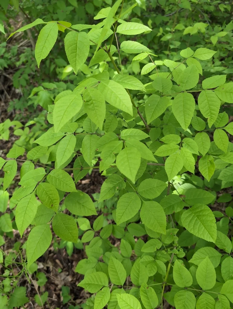 Fraxinus Quadrangulata