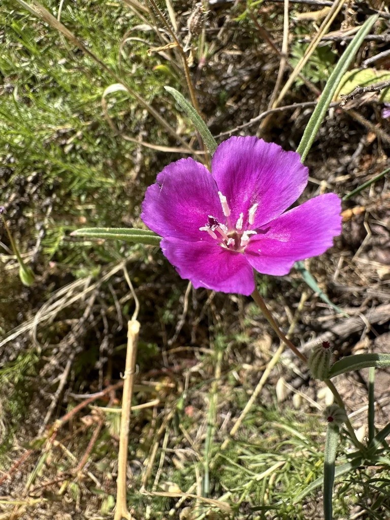 Clarkia Purpurea
