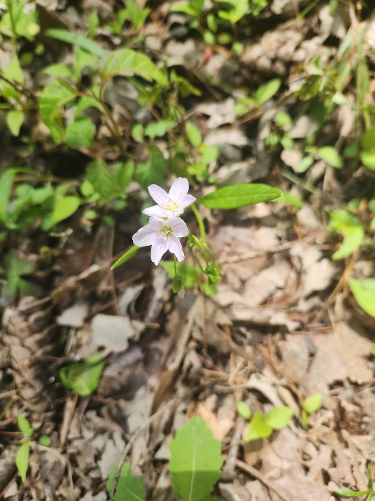 Claytonia Virginica