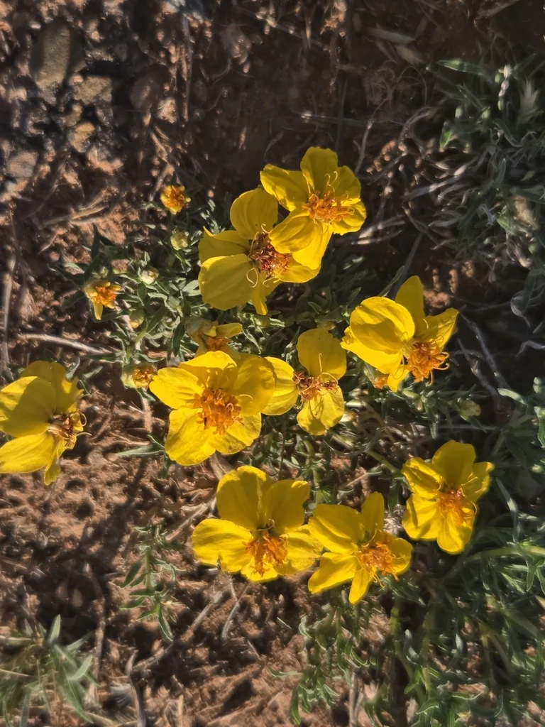 Zinnia Grandiflora