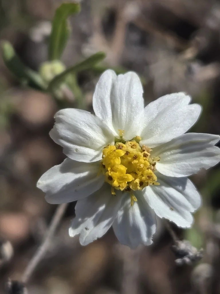 Melampodium Leucanthum