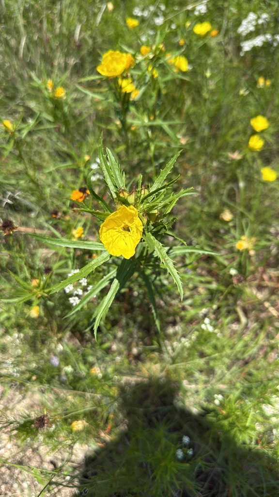 Calylophus Berlandieri