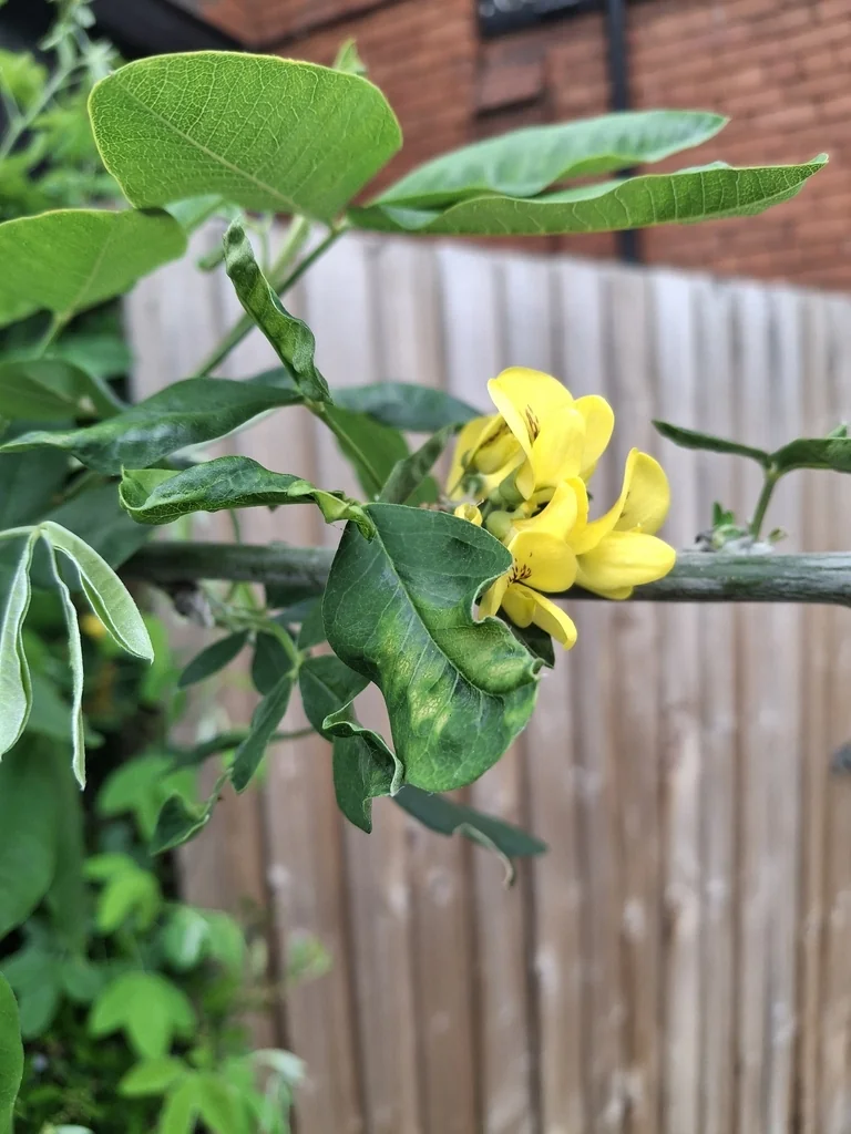 Laburnum Anagyroides