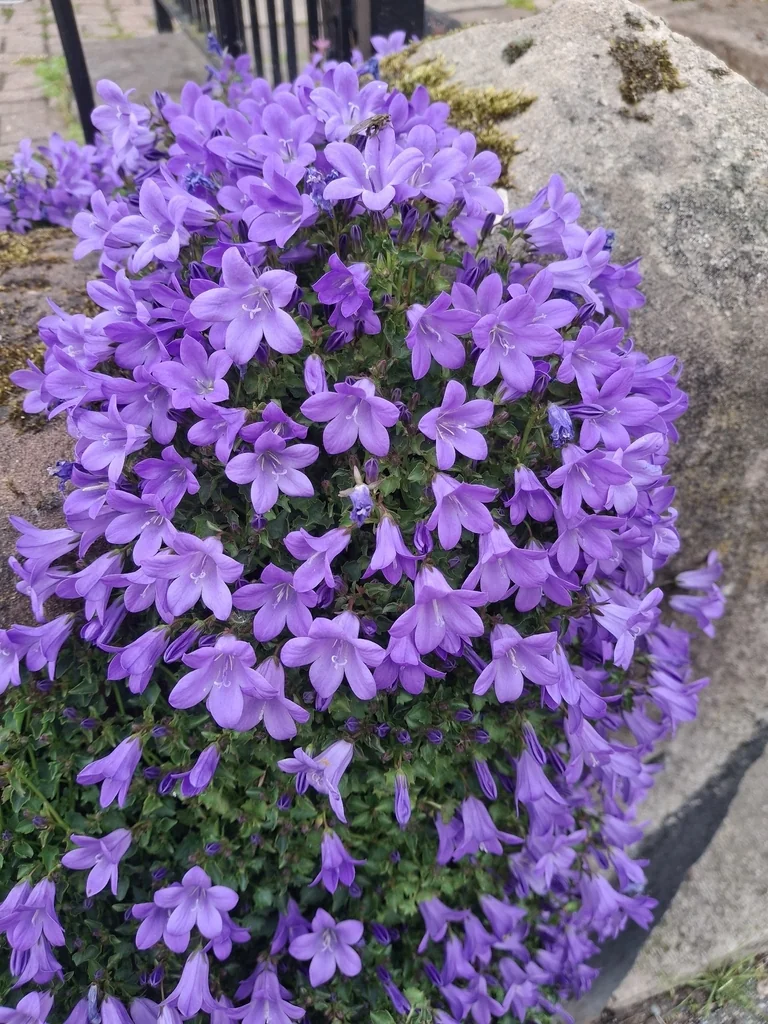Campanula Portenschlagiana