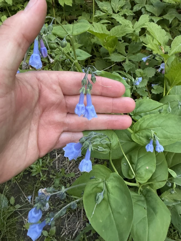 Mertensia Virginica
