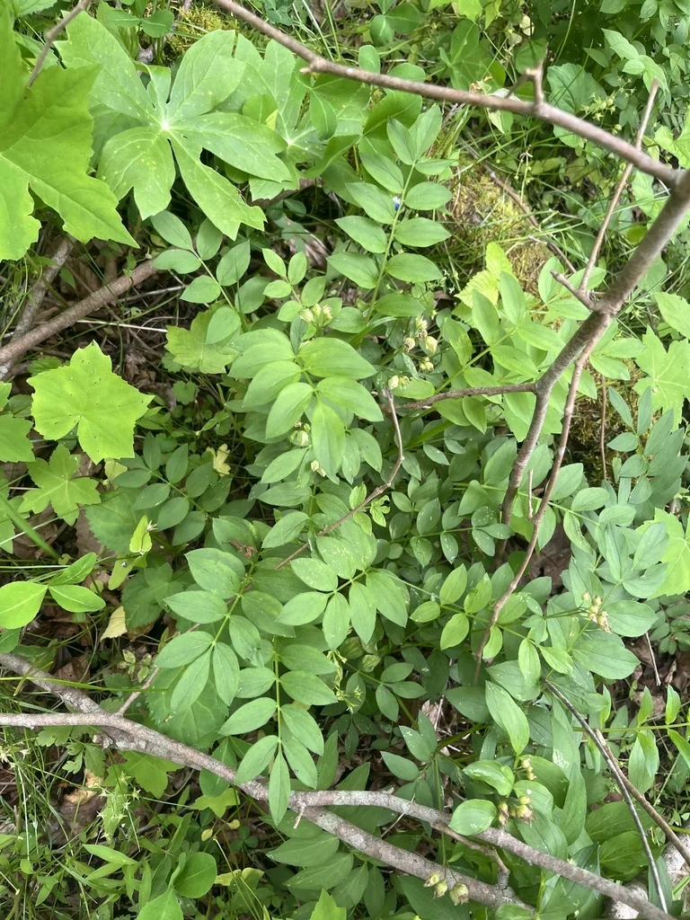 Polemonium Reptans