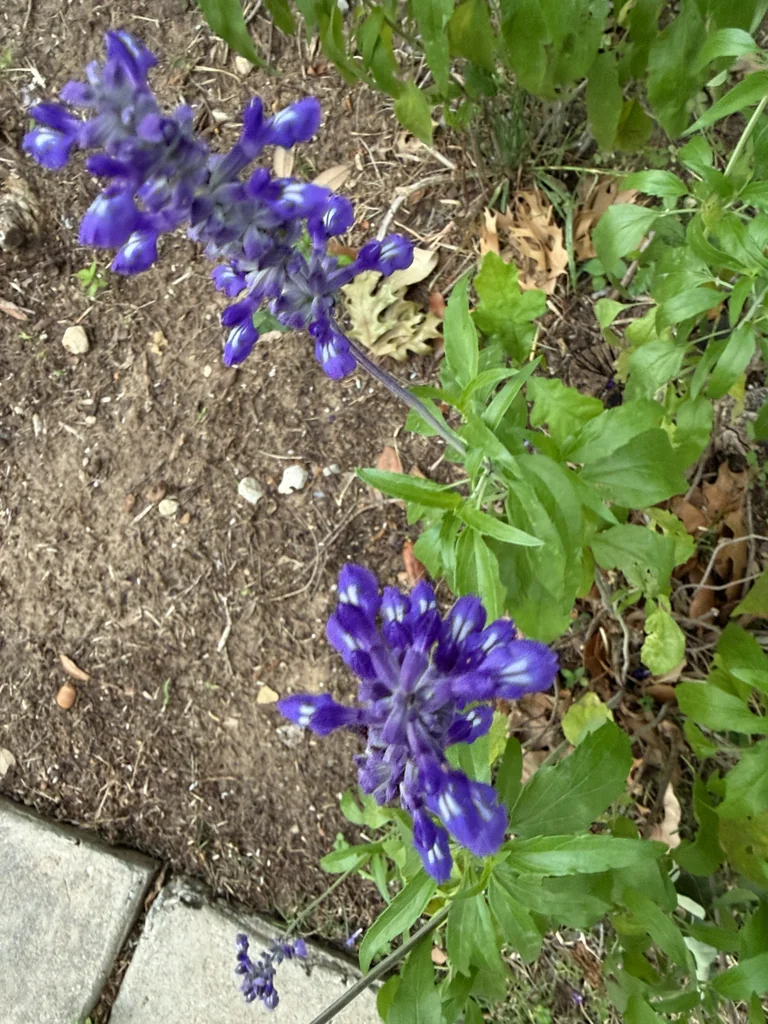 Salvia farinacea