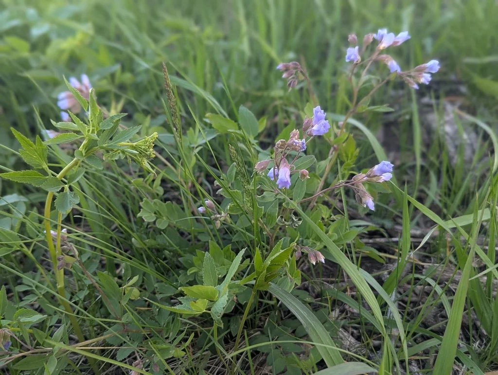 Polemonium Reptans