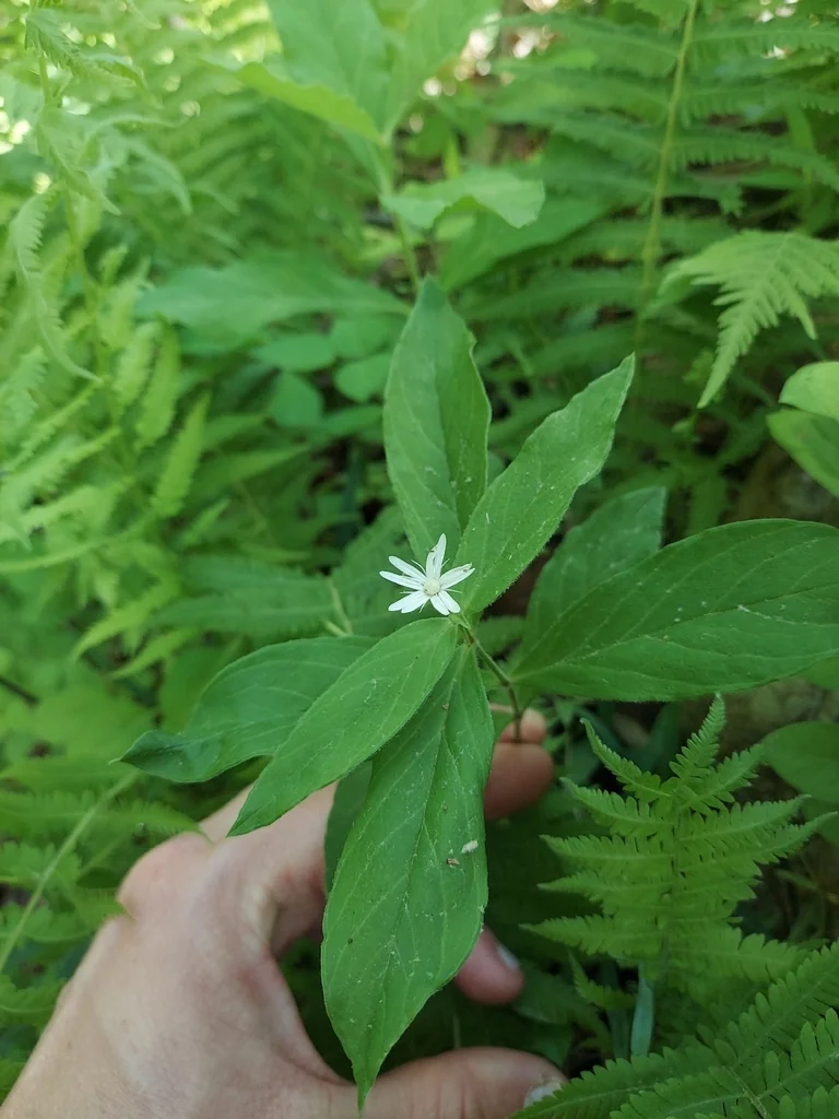 Stellaria Pubera