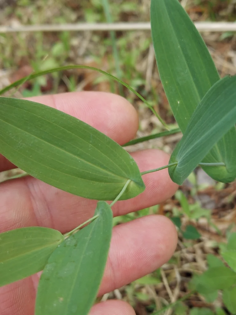 Uvularia Perfoliata