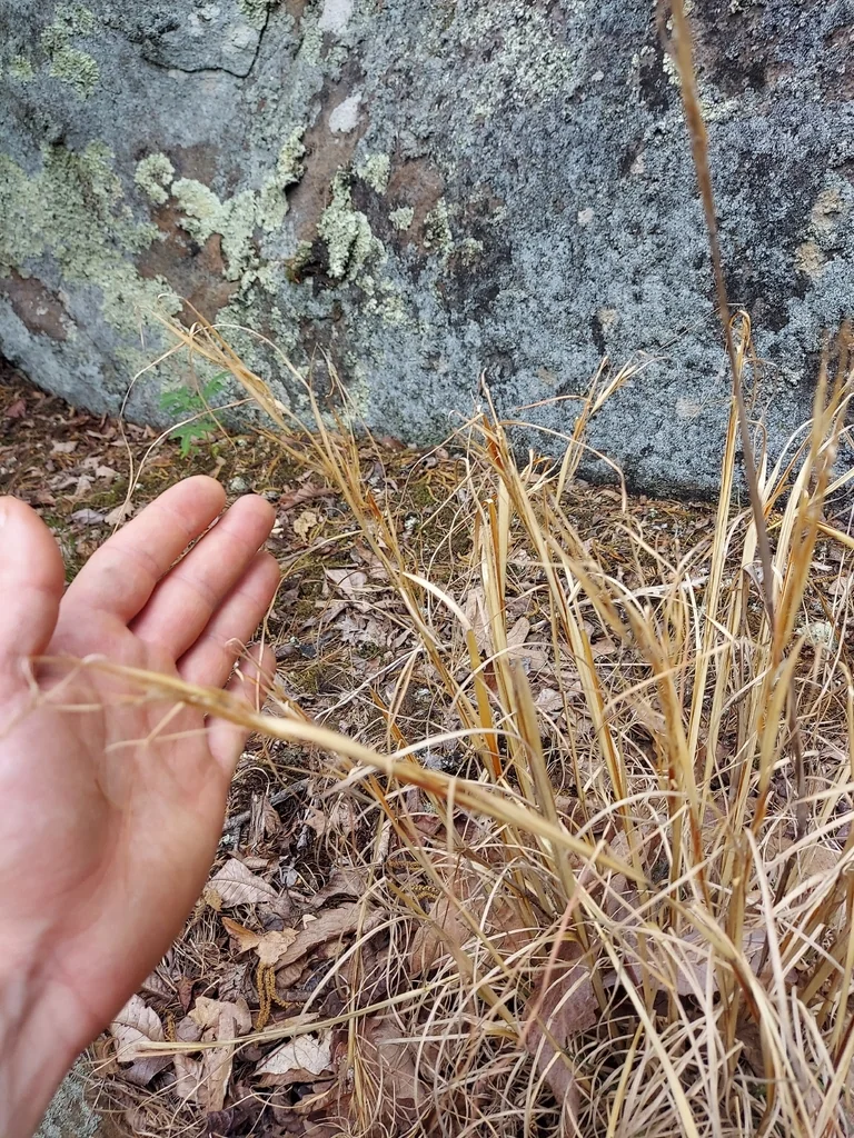 Andropogon Virginicus