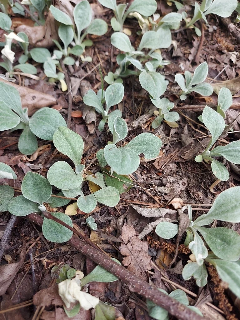 Antennaria Plantaginifolia