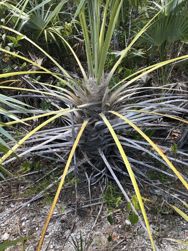 Leucothrinax Morrisii