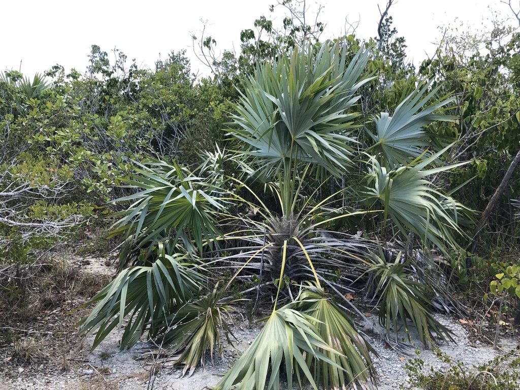 Leucothrinax Morrisii