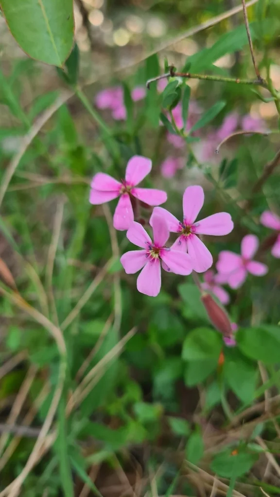 Saponaria Ocymoides