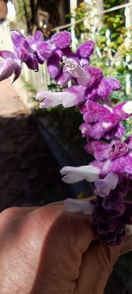 Salvia Leucantha
