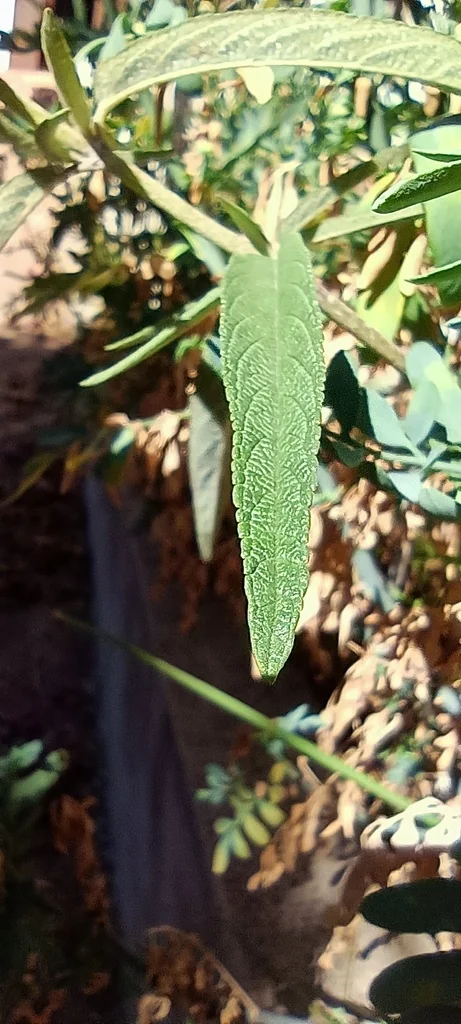 Salvia Leucantha