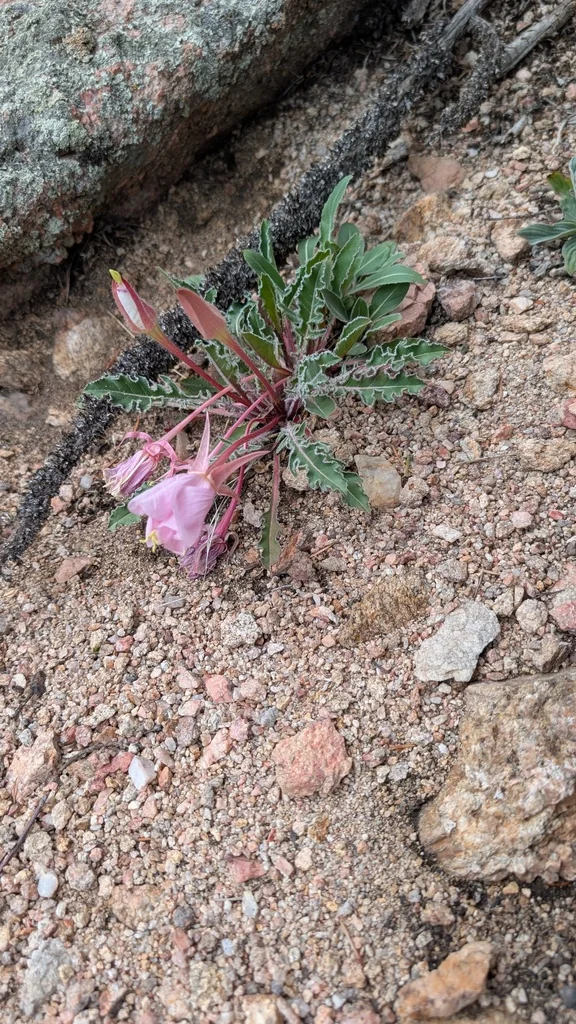 Oenothera Caespitosa