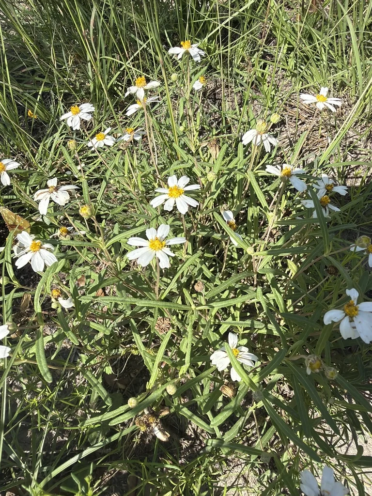 Melampodium Leucanthum