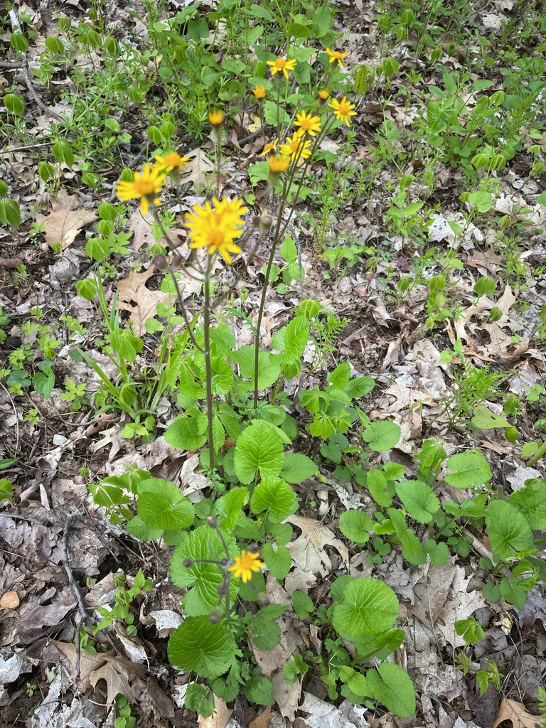 Senecio Aureus
