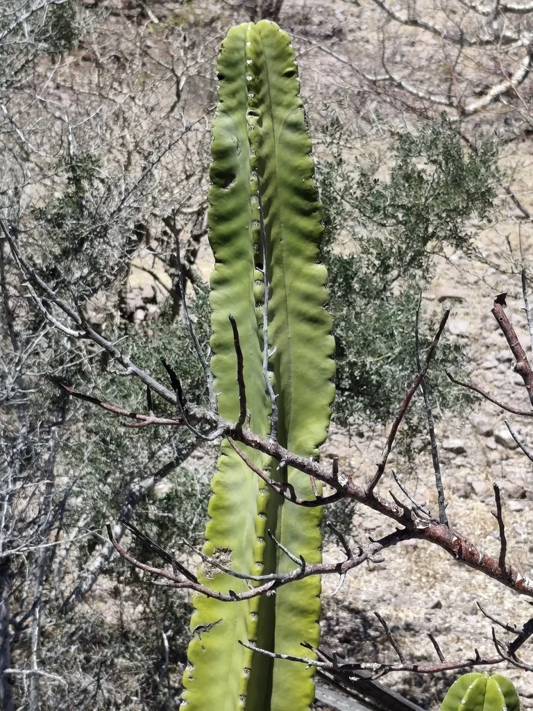 Pachycereus schottii