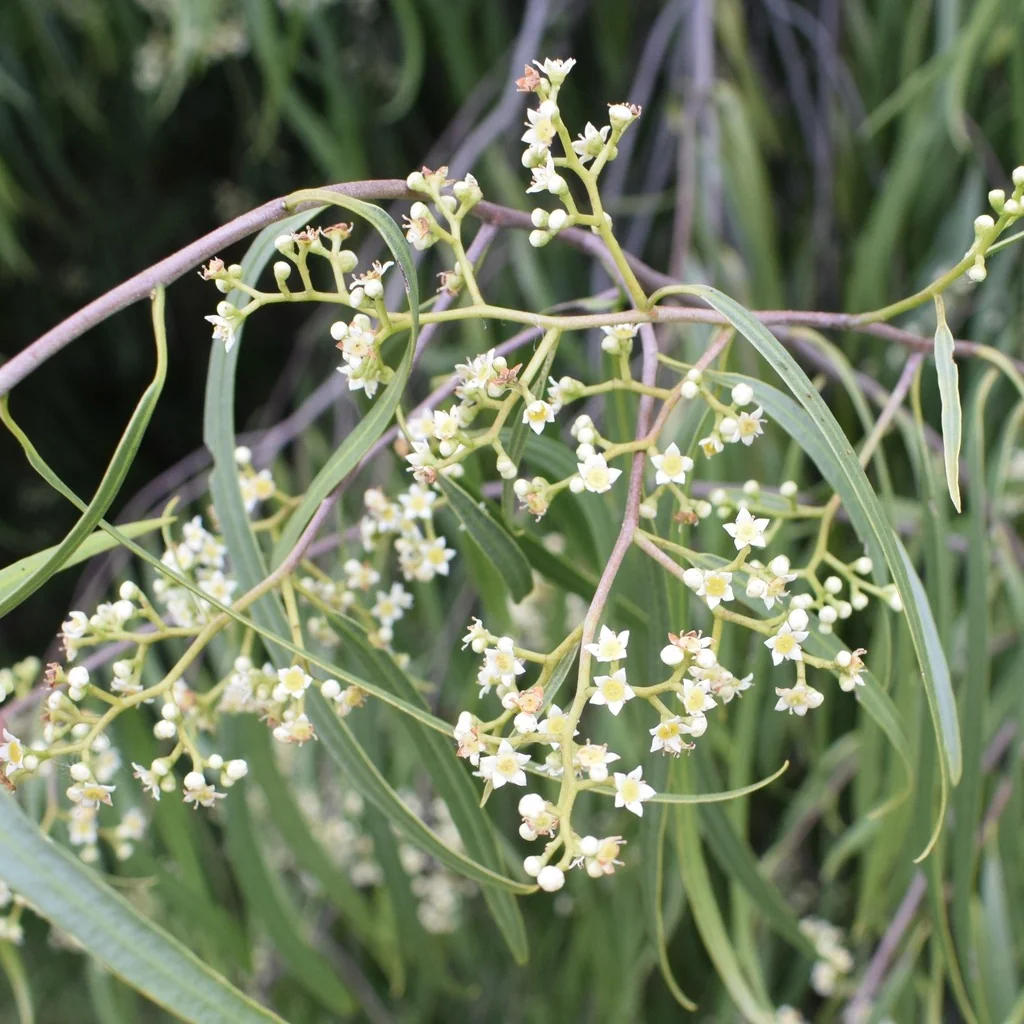 Geijera parviflora