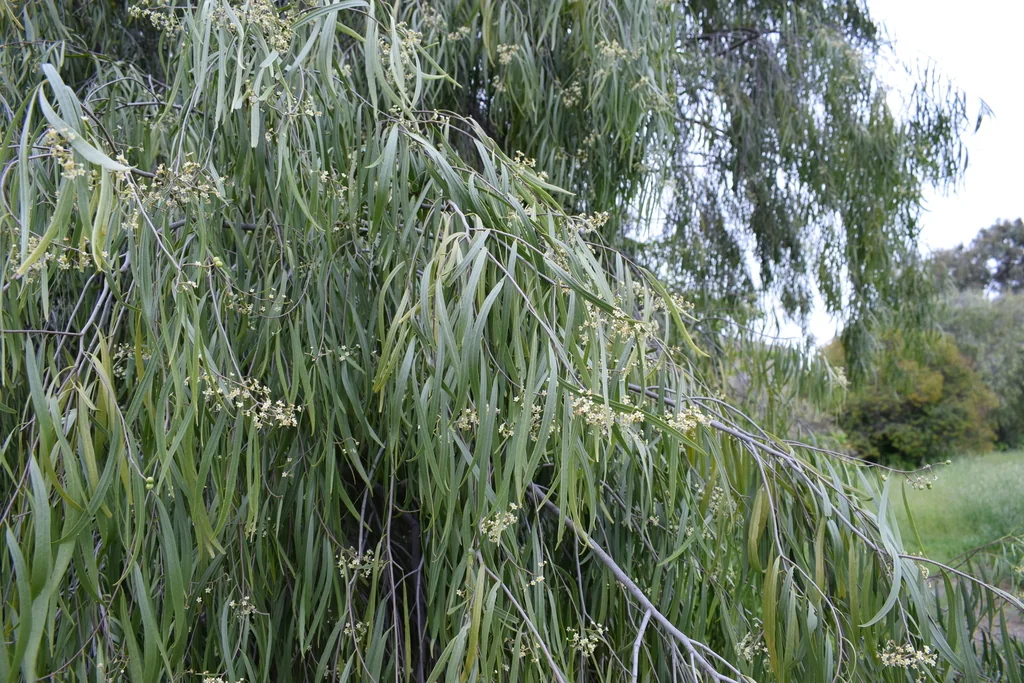 Geijera parviflora
