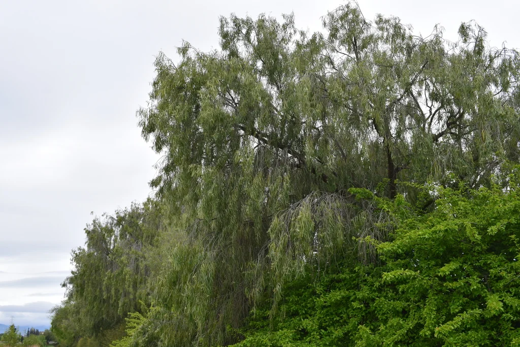 Geijera parviflora