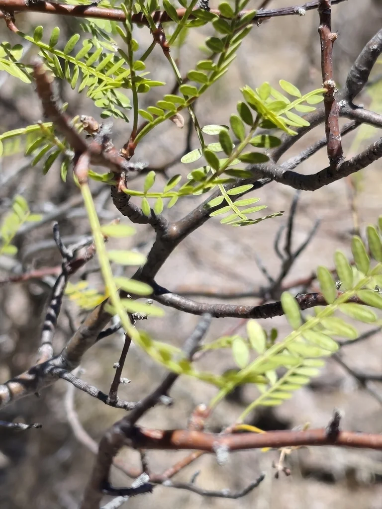 Bursera Microphylla
