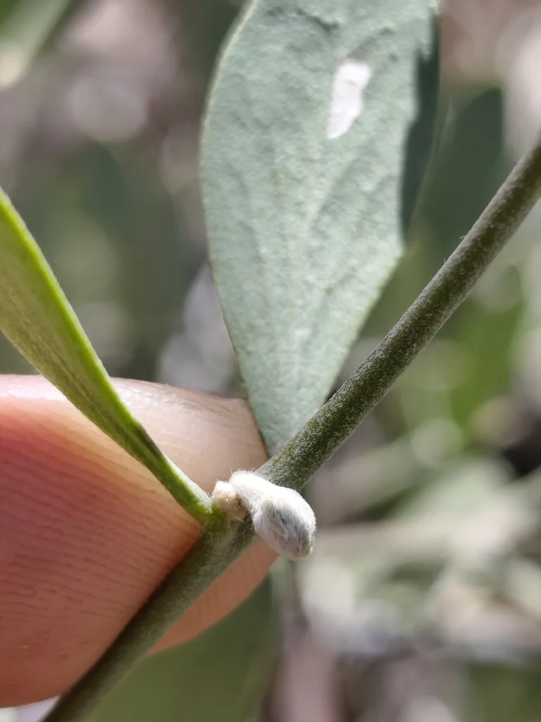 Simmondsia Chinensis