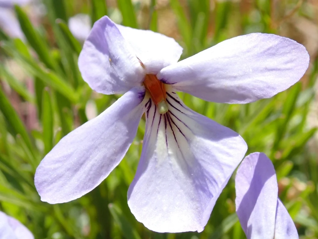 Viola Pedata