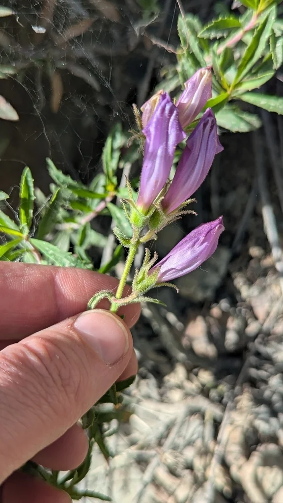 Penstemon Fruticosus