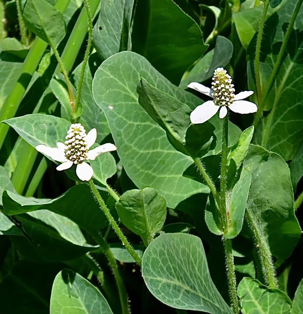 Anemopsis Californica