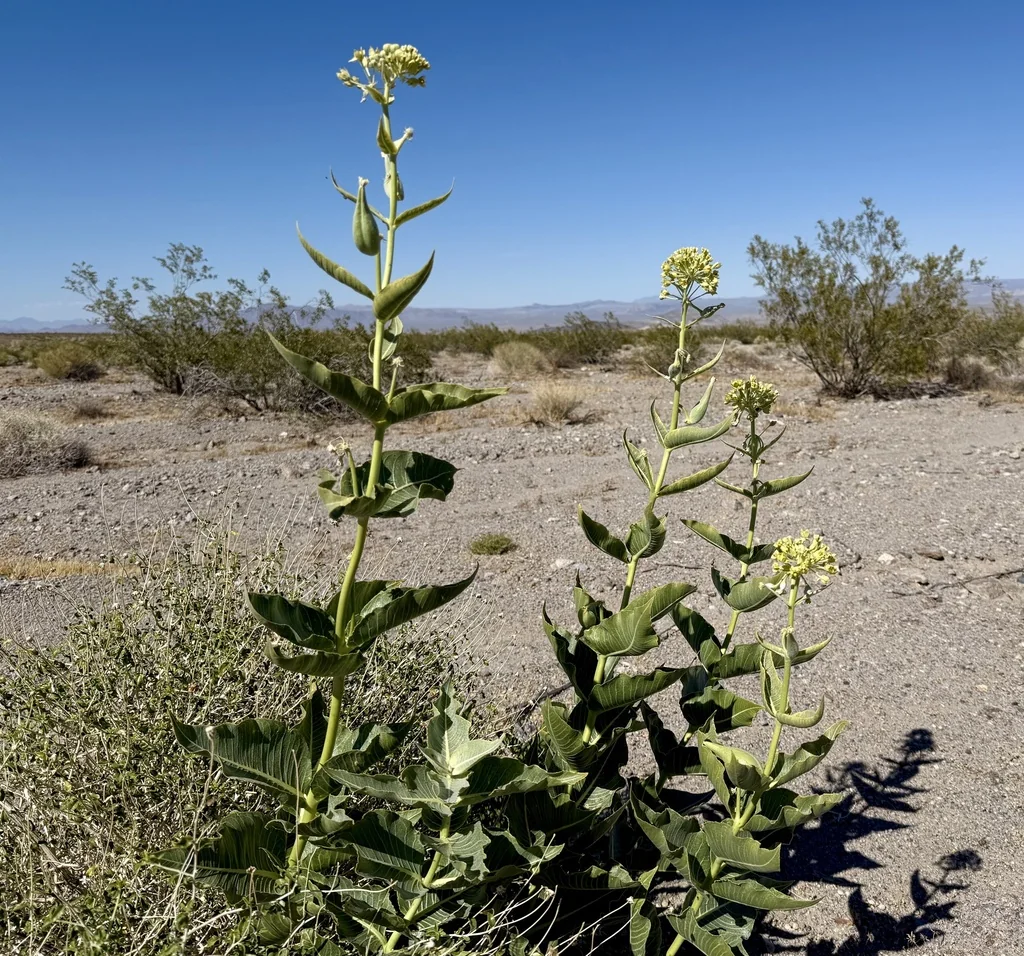 Asclepias Erosa