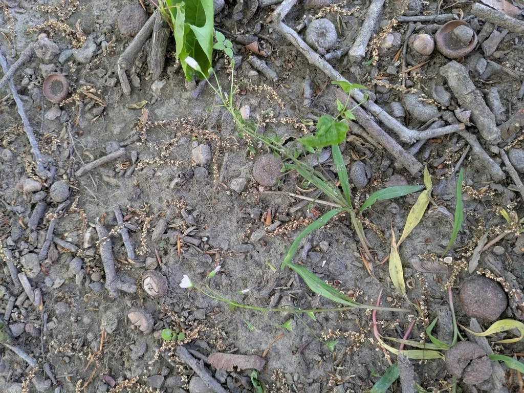 Claytonia Virginica