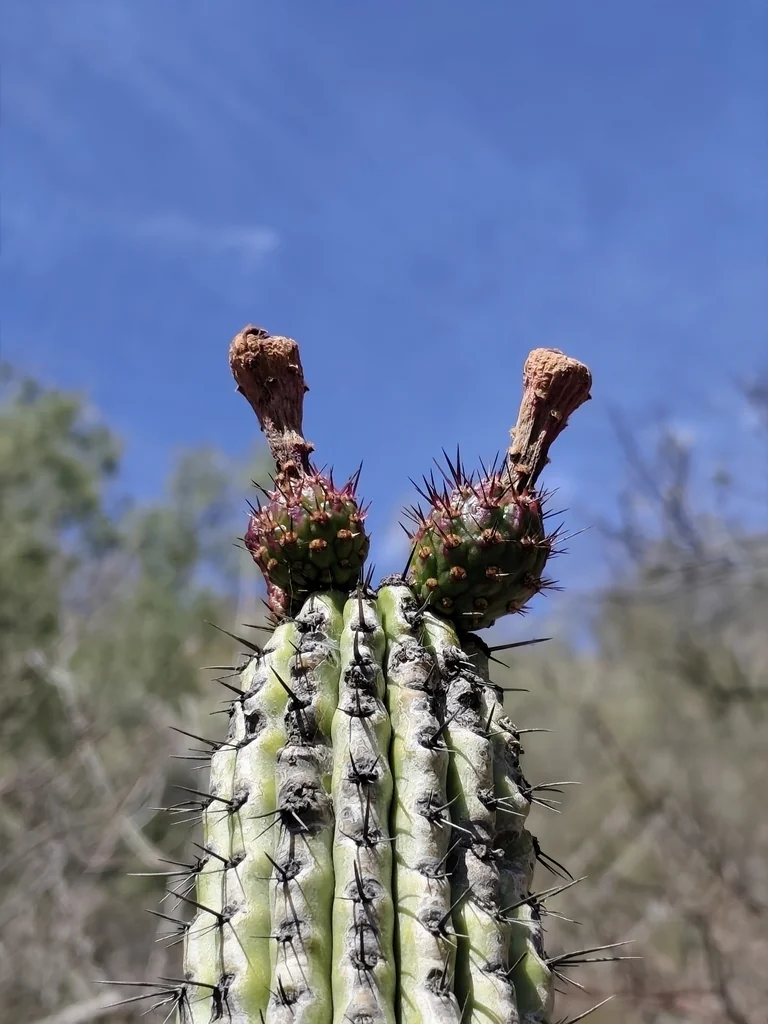 Stenocereus Thurberi