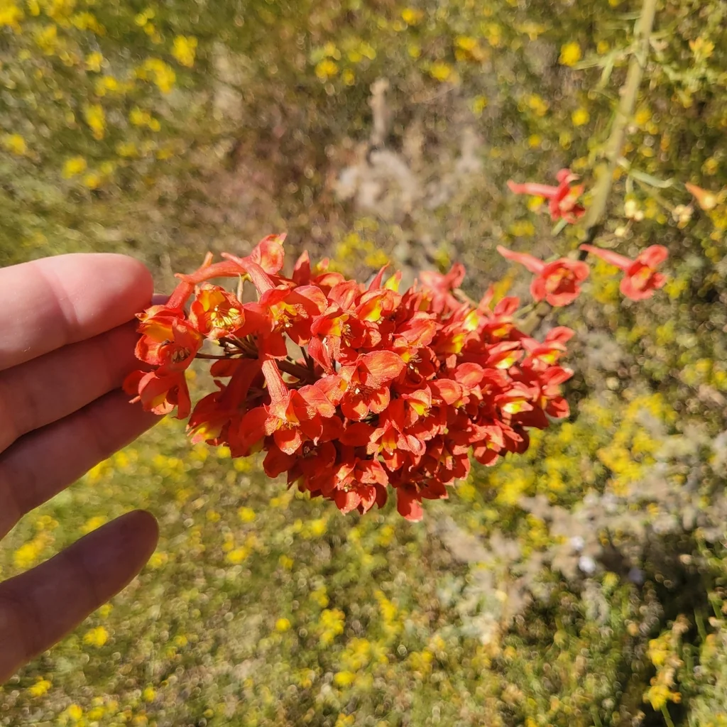Delphinium Cardinale