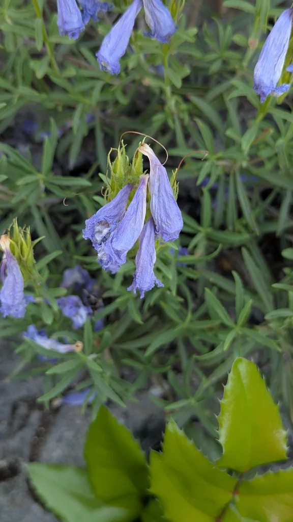 Penstemon Fruticosus