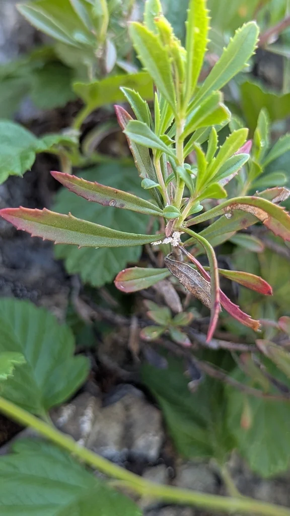 Penstemon Fruticosus