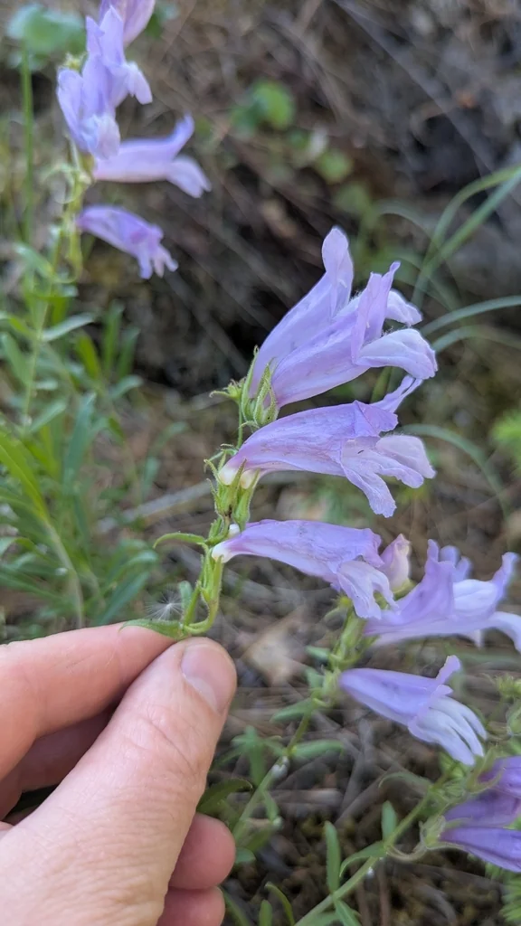 Penstemon Fruticosus