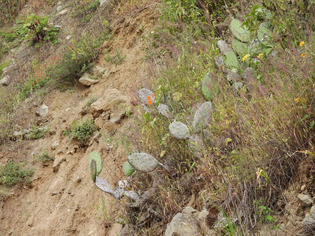 Opuntia Paraguayensis