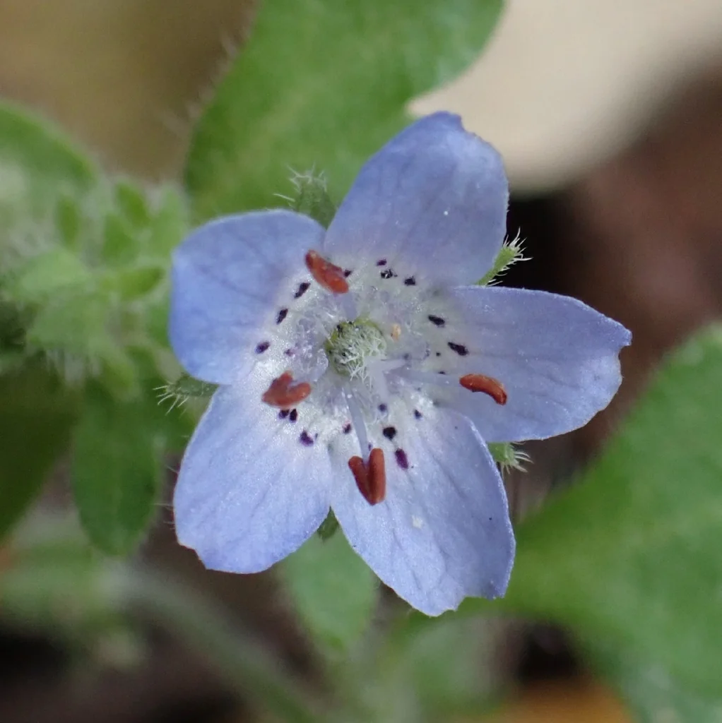 Nemophila Menziesii