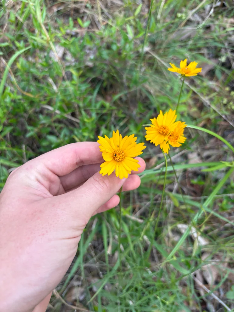 Coreopsis Grandiflora