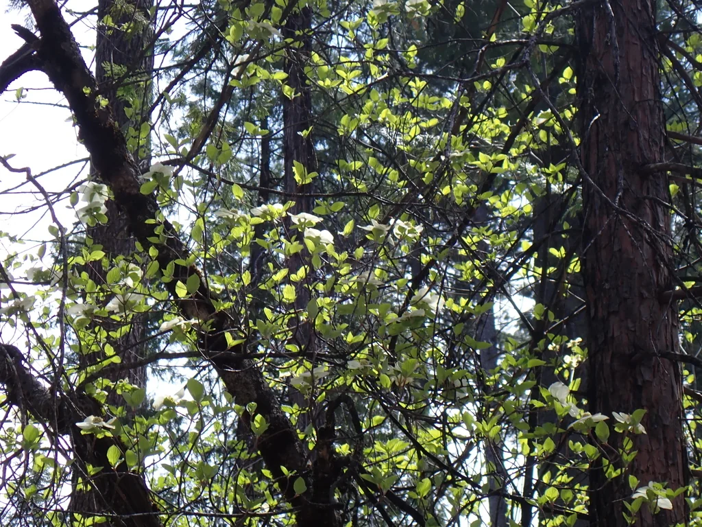 Cornus Nuttallii
