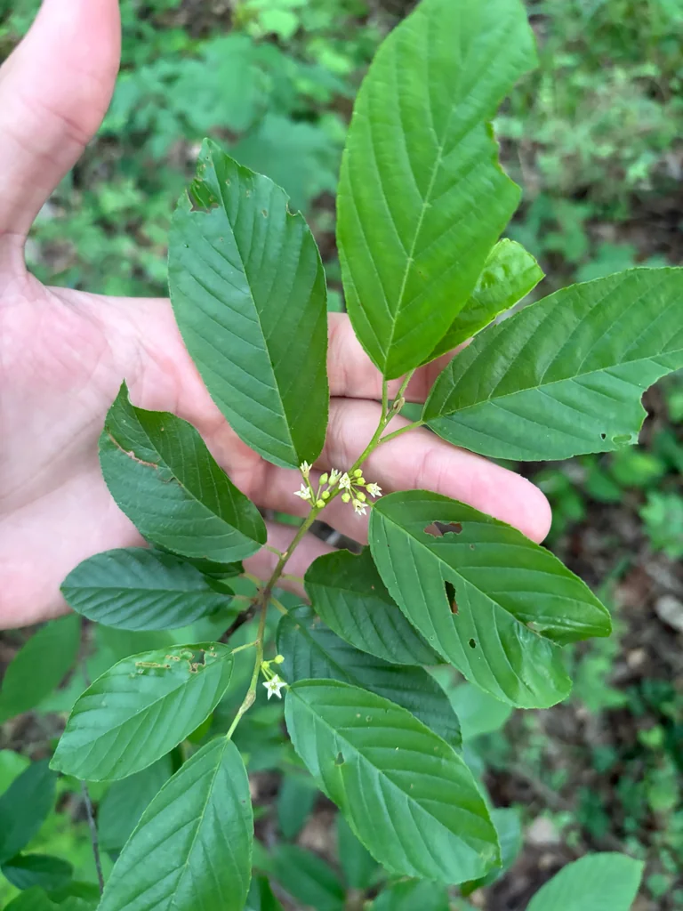 Rhamnus Caroliniana