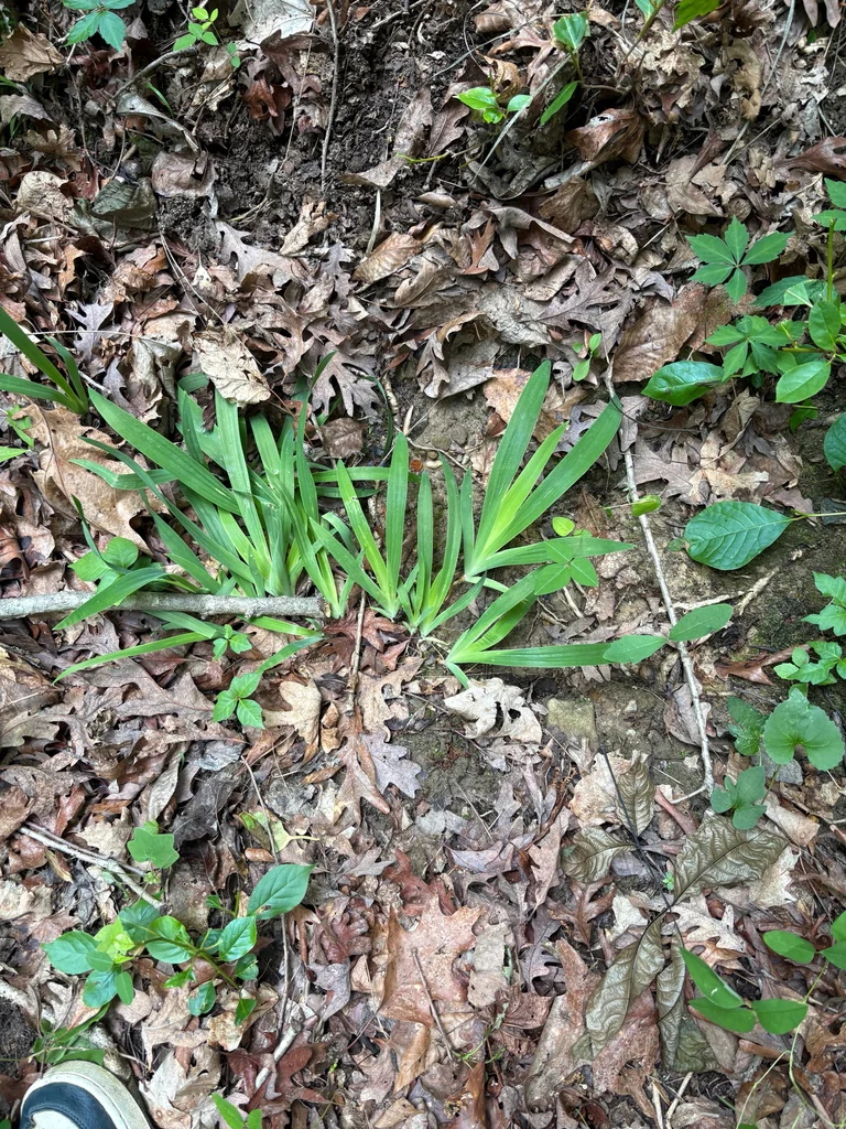 Iris Cristata